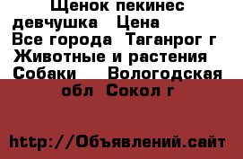 Щенок пекинес девчушка › Цена ­ 2 500 - Все города, Таганрог г. Животные и растения » Собаки   . Вологодская обл.,Сокол г.